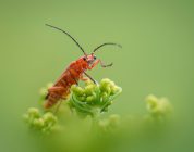 Unlocking Your TEFL Journey: Your Quick-Start Guide