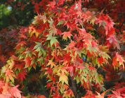 Navigating the ALT Landscape: Finding Your Path in Japan