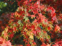 Navigating the ALT Landscape: Finding Your Path in Japan