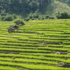 From Cybersecurity to Classroom: A New Teacher’s Guide to Chiang Mai