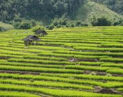 From Cybersecurity to Classroom: A New Teacher’s Guide to Chiang Mai