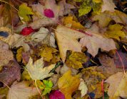 Navigating the Gap Year Teaching Landscape in Japan