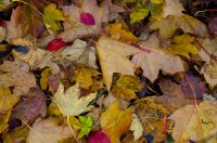 Navigating the Gap Year Teaching Landscape in Japan