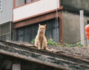 Your First Year Teaching English in Taiwan: A Practical Guide