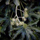 From Classroom to Cherry Blossoms: A Practical Guide to Teaching English in Japan