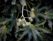 From Classroom to Cherry Blossoms: A Practical Guide to Teaching English in Japan