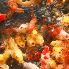 Unlock a Unique Teaching Opportunity: Online Japanese Instructors Wanted