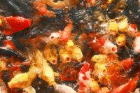 Unlock a Unique Teaching Opportunity: Online Japanese Instructors Wanted