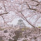 Beyond the ALT: Building a Rewarding Career in Japan with a Master’s in Education