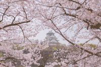 Beyond the ALT: Building a Rewarding Career in Japan with a Master’s in Education
