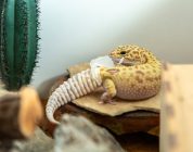 The Silent Classroom Pet: When Educational Tools Raise Ethical Questions