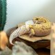 The Silent Classroom Pet: When Educational Tools Raise Ethical Questions
