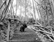 The Quiet Life: Why Rural Taiwan Might Be Your Perfect TEFL Destination