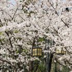 From ALT to University Lecturer: Your Roadmap to Teaching in Japanese Higher Education