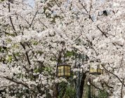 From ALT to University Lecturer: Your Roadmap to Teaching in Japanese Higher Education