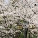 From ALT to University Lecturer: Your Roadmap to Teaching in Japanese Higher Education